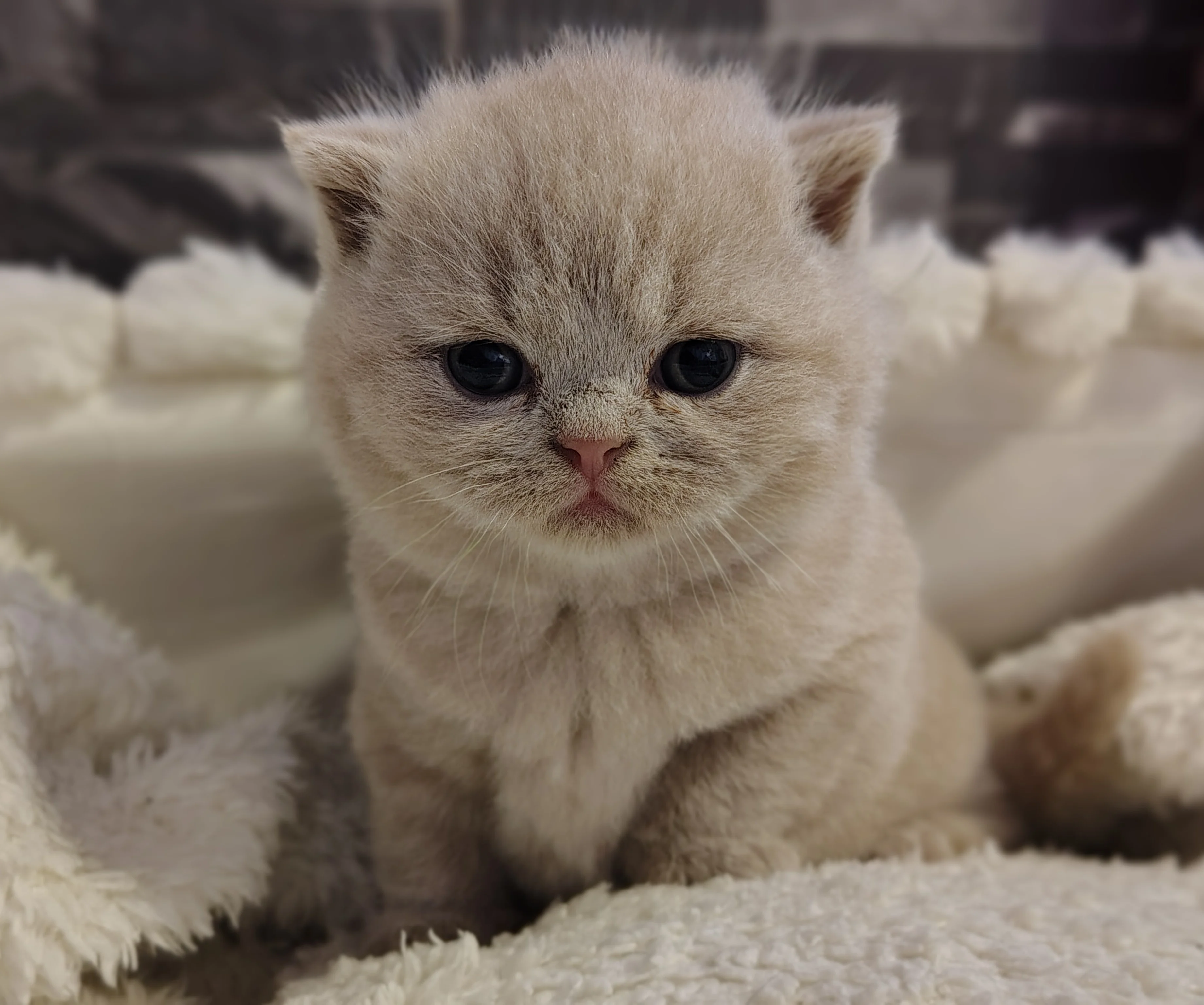 Chaton British Shorthair
