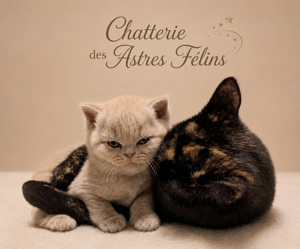Chaton British Shorthair — Lilas