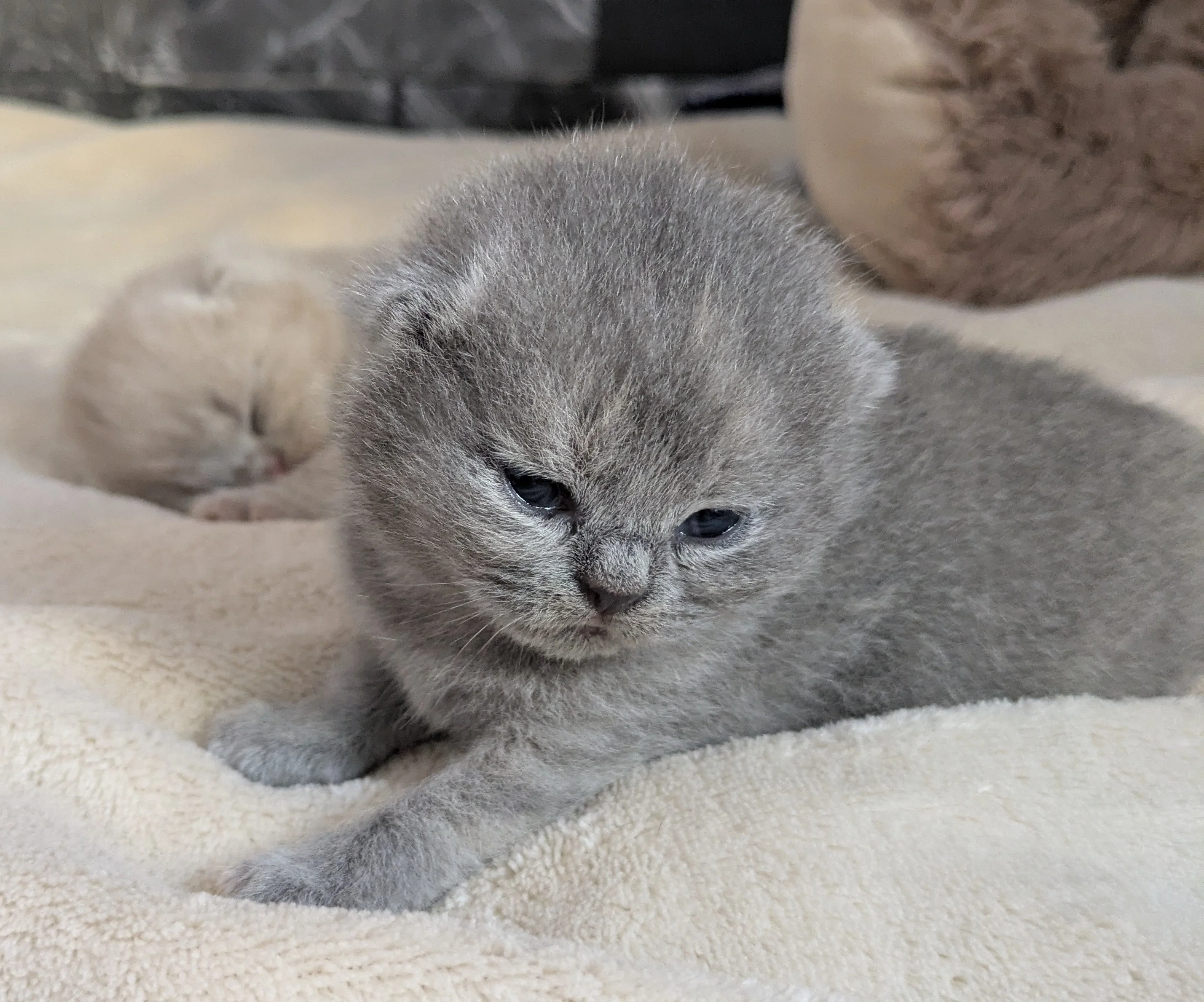 Chaton British Shorthair