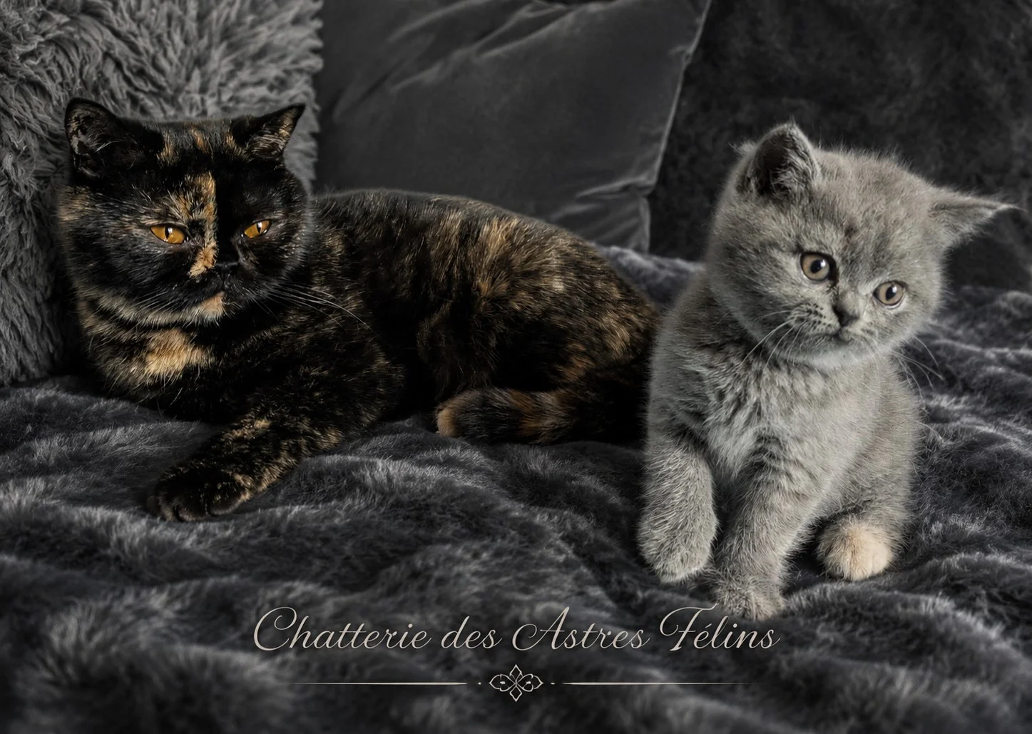 Chaton British Shorthair — Blue Tortie