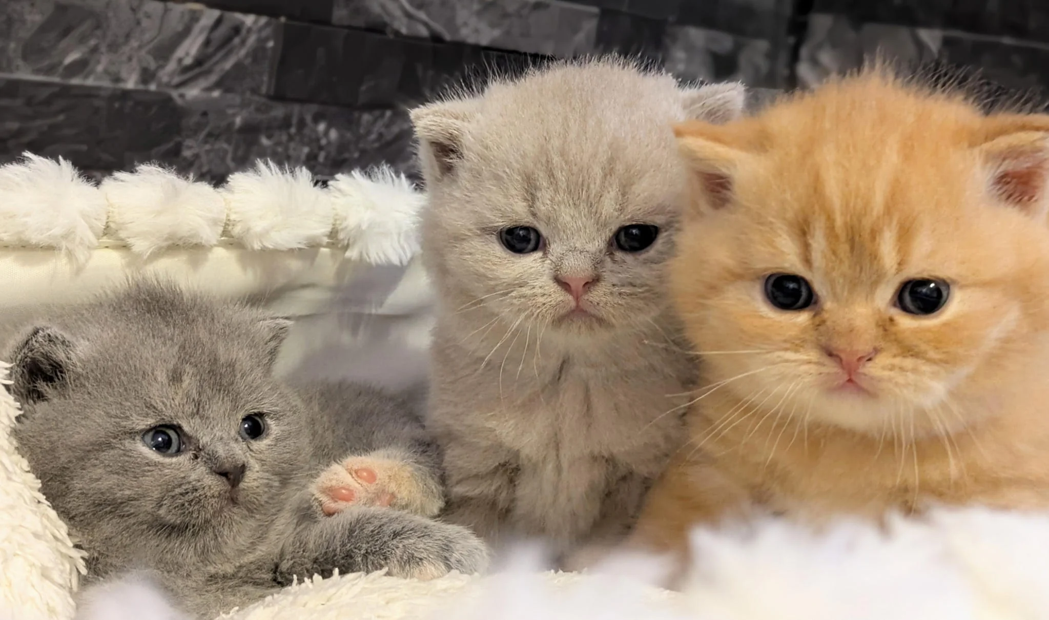 Chaton British Shorthair
