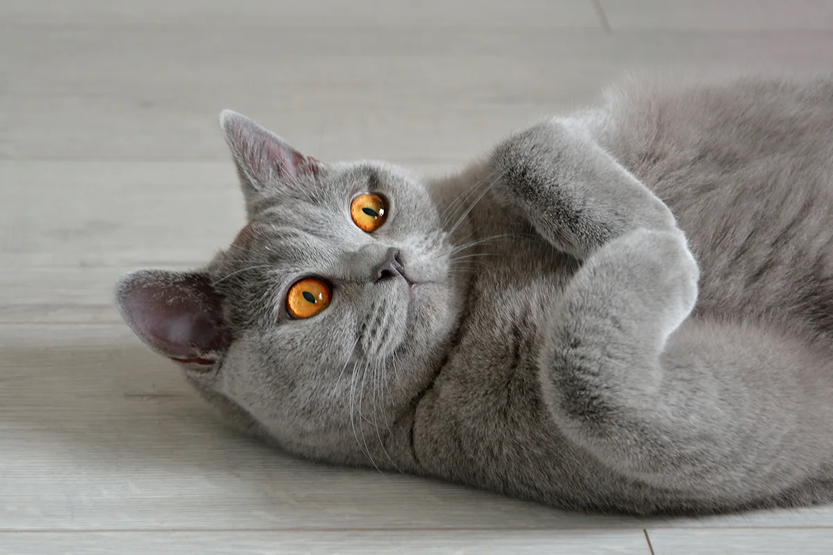 Mâle British Shorthair