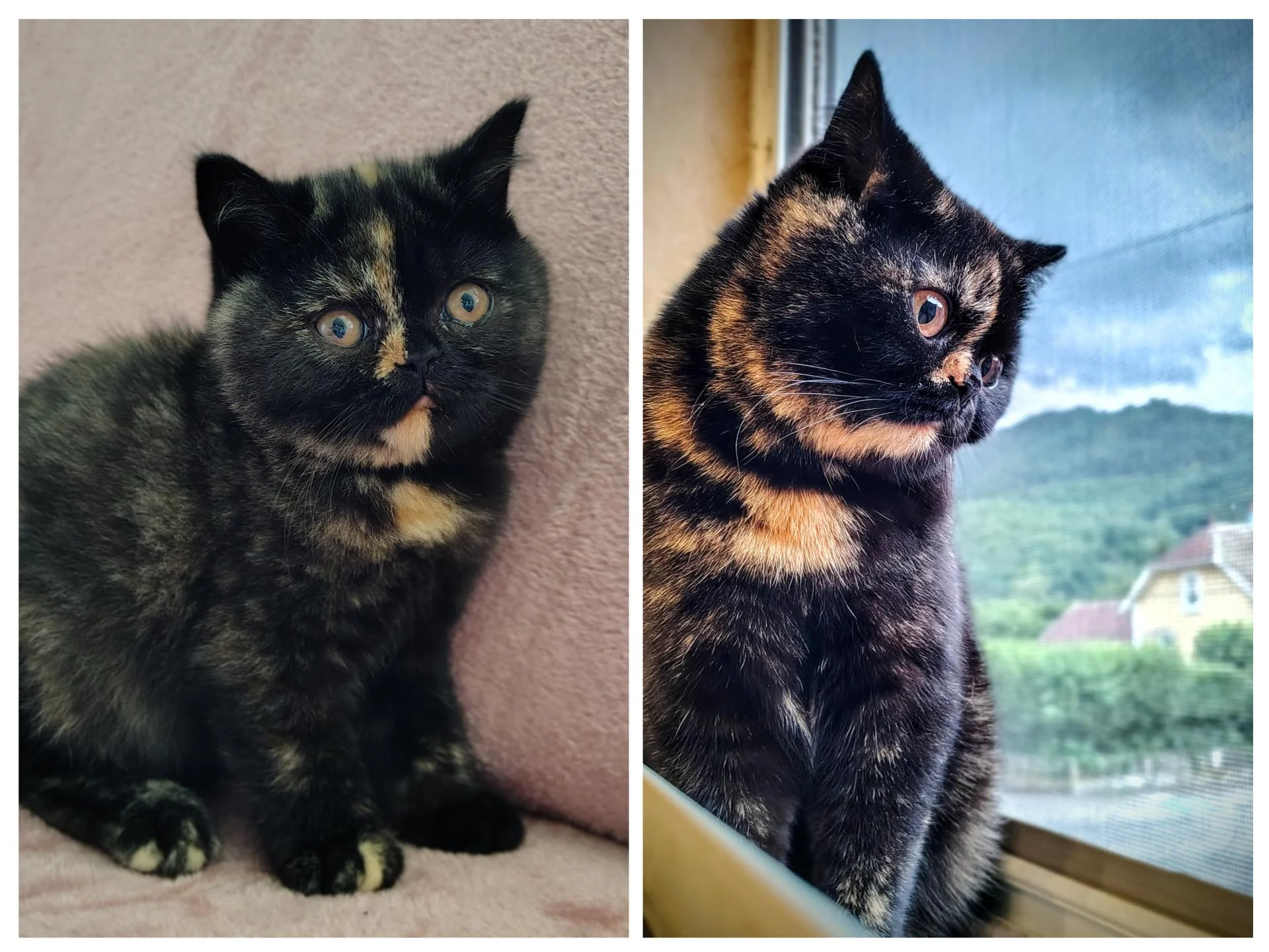 Voie Lactée British Shorthair